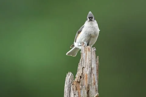 Tufted Titmouse Stock Photos