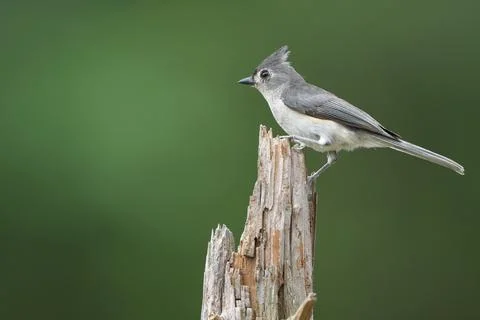 Tufted Titmouse Stock Photos