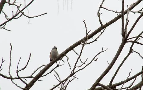 Tufted titmouse Stock Photos