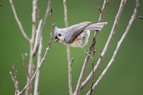 Tufted Titmouse Stock Photos