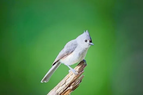 Tufted Titmouse Stock Photos