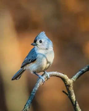 Tufted Titmouse Foto stock