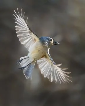 Tufted Titmouse Stock Photos