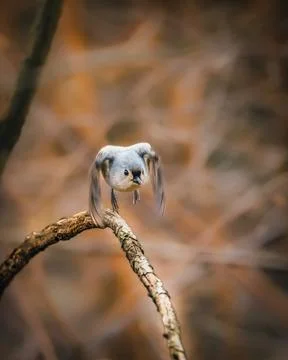 Tufted Titmouse Stock Photos