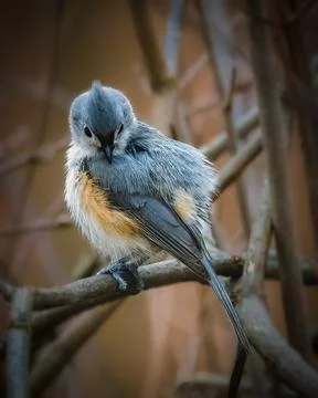 Tufted Titmouse Stock Photos