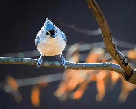 Tufted Titmouse Stock Photos