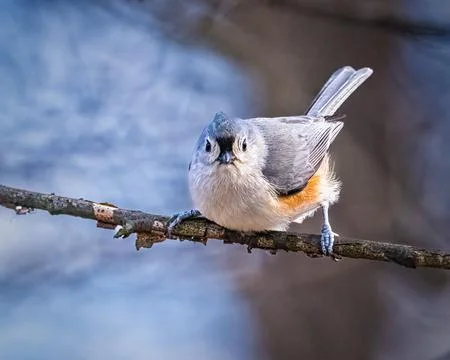 Tufted Titmouse Foto stock