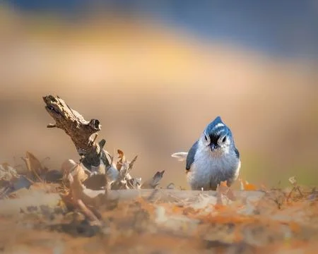 Tufted Titmouse Foto stock