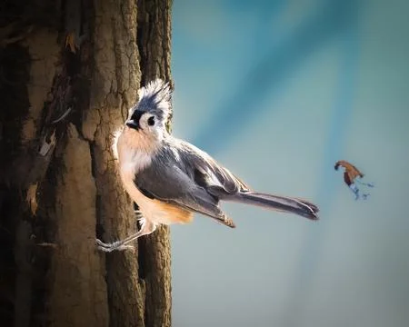Tufted Titmouse Stock Photos