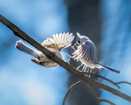 Tufted Titmouse Stock Photos