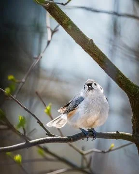 Tufted Titmouse Foto stock