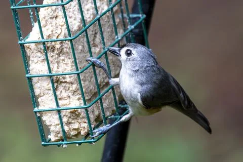 Tufted Titmouse Foto stock