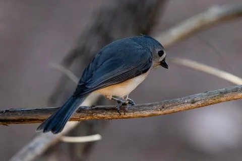 Tufted Titmouse Stock Photos