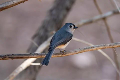Tufted Titmouse Foto stock