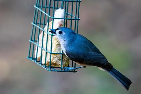 Tufted Titmouse Fotos de archivo
