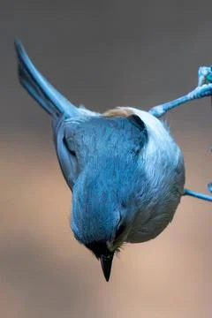 Tufted Titmouse Stock Photos