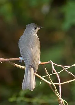 Tufted titmouse portrait Fotos Stock