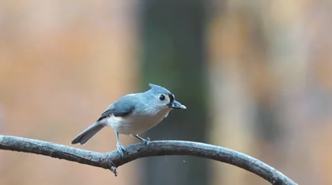 Tufted Titmouse Seed Vidéo 32848069