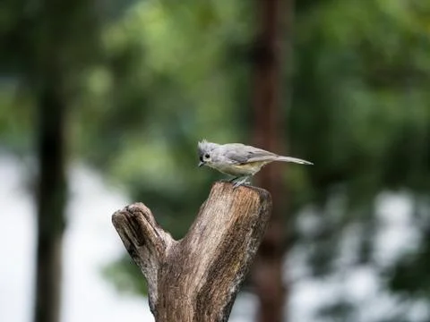 Tufted titmouse sits upon its favorite stump. Stock Photos