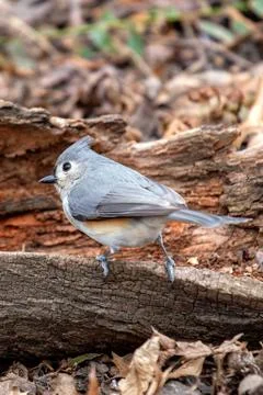 The Tufted Titmouse, a small songbird, eats seeds and insects. Captured in Ce Stock Photos
