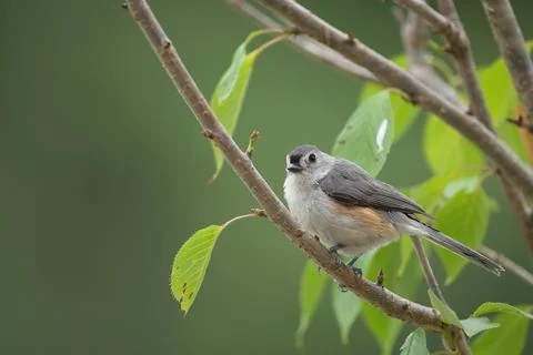 Tufted Titmouse in small tree Stock Photos