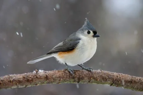 Tufted Titmouse in Snow Stock Photos