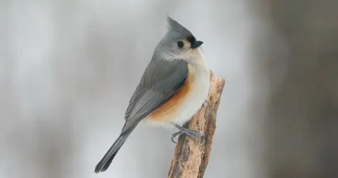 Tufted Titmouse on a Snowy Day 스톡 동영상 307129366