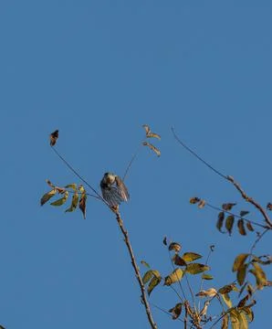 Tufted titmouse taking flight from a tree top Stock Photos