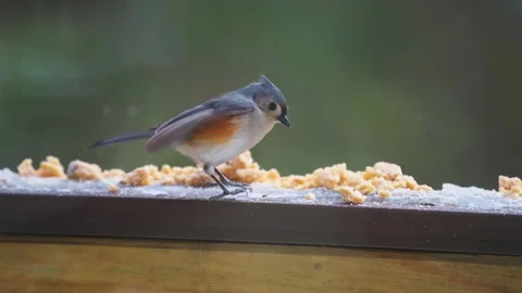 Tufted titmouse titmice wild bird on balcony in winter snow eating slow motion Видео 330293799