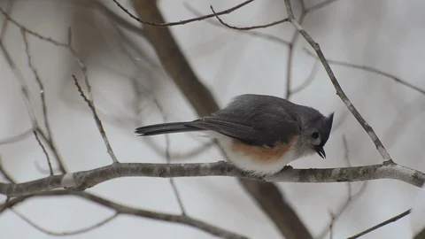 Tufted Titmouse in Winter Stock Footage 119275651