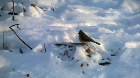 Tufted Titmouse in Winter Snow 스톡 동영상 34389226