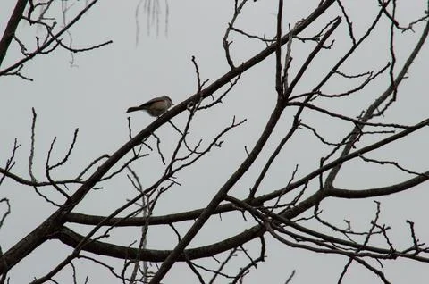 Tufted titmouse2 Foto stock