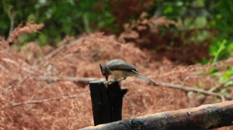 Tufted Titmouse(Baeolophus bicolor) eats and flys Stock Footage 38649180