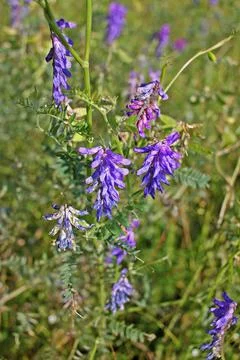 Tufted vetch Stock Photos