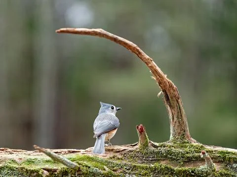 TuftedTitmouse Stock Photos