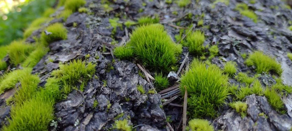 Tufts of moss pattern on odd texture wood Stock Photos
