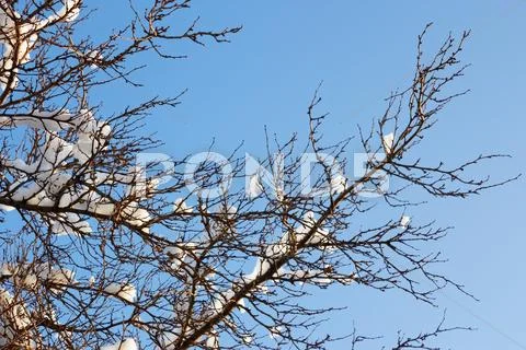 Tufts of snow on the plum branch Stock Photos