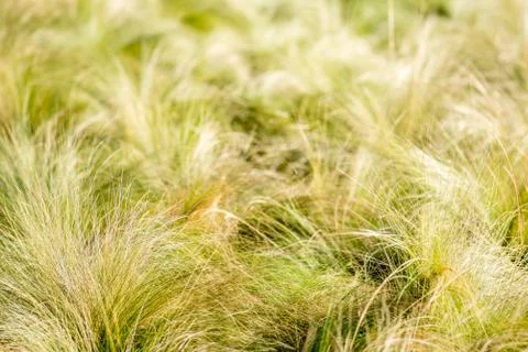 Tufts of thin grass - textures and backgrounds Stock Photos