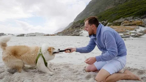 Tug of war dog Video stock 81484294