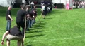 Tug-of-War teams at Highland Gathering HD Footage