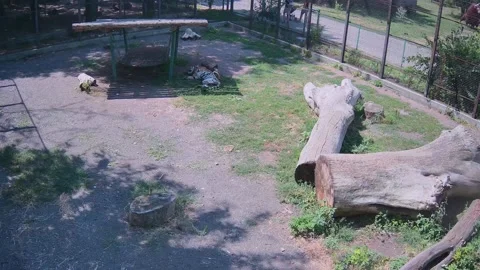 Tuger have a rest in shadow Stock Footage 157808229