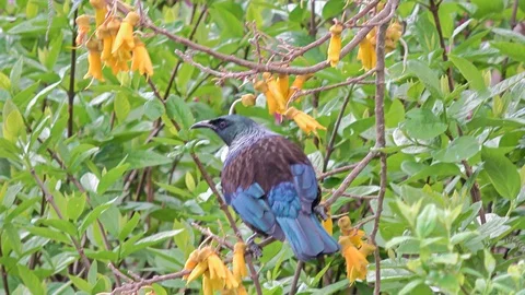 Tui bird Stock Footage 113706151