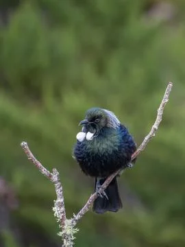 Tui (bird) in the fork of a dead tree branch Stock Photos