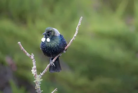 Tui (bird) in the fork of a dead tree branch Stock Photos
