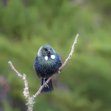 Tui (bird) in the fork of a dead tree branch Stock Photos