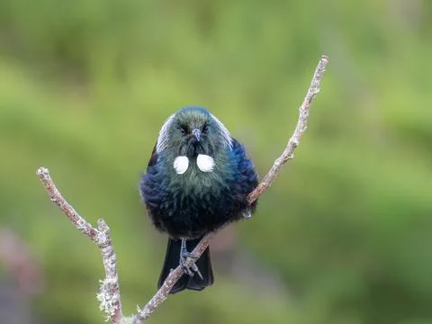 Tui (bird) in the fork of a dead tree branch Stock Photos