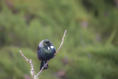 Tui (bird) in the fork of a dead tree branch Stock Photos