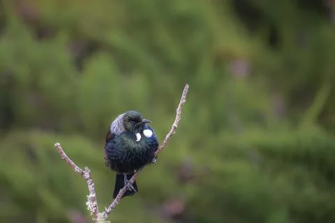 Tui (bird) in the fork of a dead tree branch Stock Photos