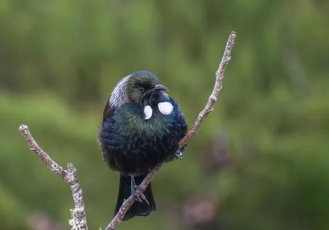 Tui (bird) in the fork of a dead tree branch Stock Photos