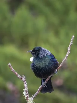 Tui (bird) in the fork of a dead tree branch Stock Photos